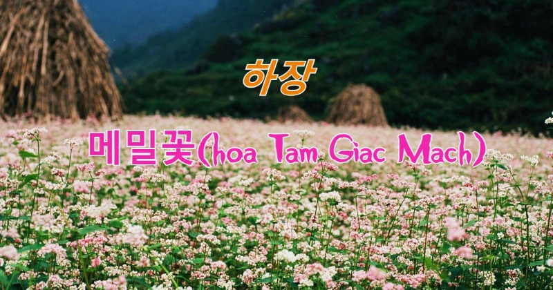 ha-giang-kham-pha-mua-hoa-tam-giac-mach-02-15401801389931862735119.jpg