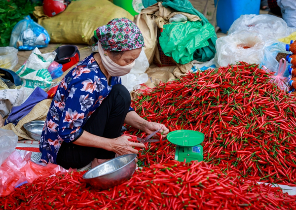 한국식약처는 베트남산 고추에서 기준치 10배의 농약이 검출됐다고 발표했다.베트남 대표 고추 농산물의 모습 / 출처=VN익스프레스