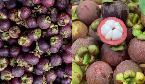 태국산 망고스틴(왼쪽)과 빈즈엉성산 망고스틴. 베트남 망고스틴이 수확기에 돌입한 가운데 호치민시에서는 가격이 국내산의 절반 수준인 태국산 망고스틴이 불티나게 팔려나가고 있다. (사진=VnExpress/Thi Ha)