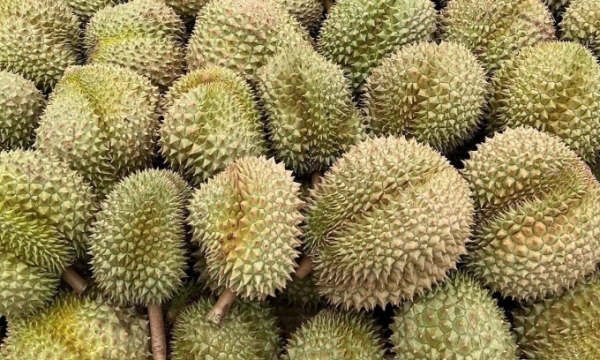 Monthong durians at an export enterprise's store. Photo by Linh Dan