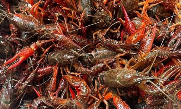 Red swamp crawfish from China sold in Vietnam. Photo obtained by VnExpress