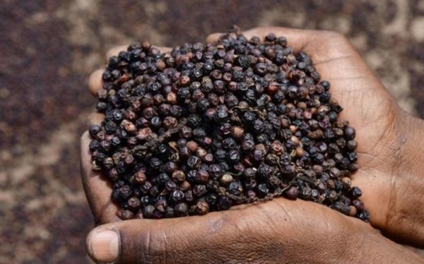 Hạt tiêu được các nhà vườn phơi khô để xuất khẩu. Ảnh: VPSA