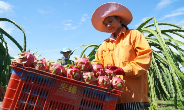 A farmer carries a basket of dragon fruit in central Binh Thuan Province. Photo by VnExpress/Viet Quoc