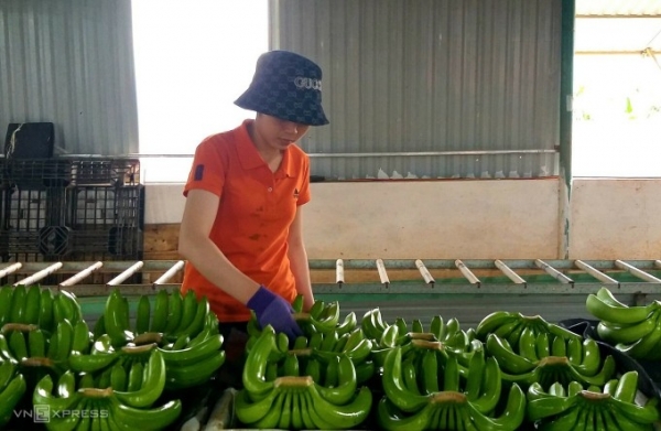 Chuối được xử lý để đóng thùng xuất khẩu. Ảnh: Thi Hà