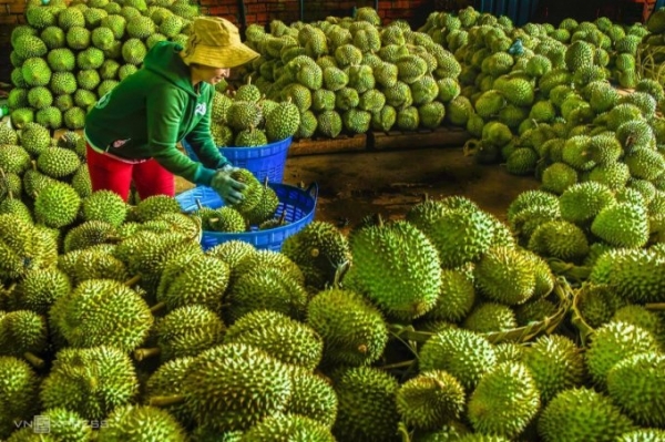 Sầu riêng tại vựa ở Long Khánh (Đồng Nai). Ảnh: Phước Tuấn