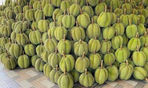 Durians just harvested from an orchard in the Mekong Delta province of Tien Giang. Photo by VnExpress/Linh Dan